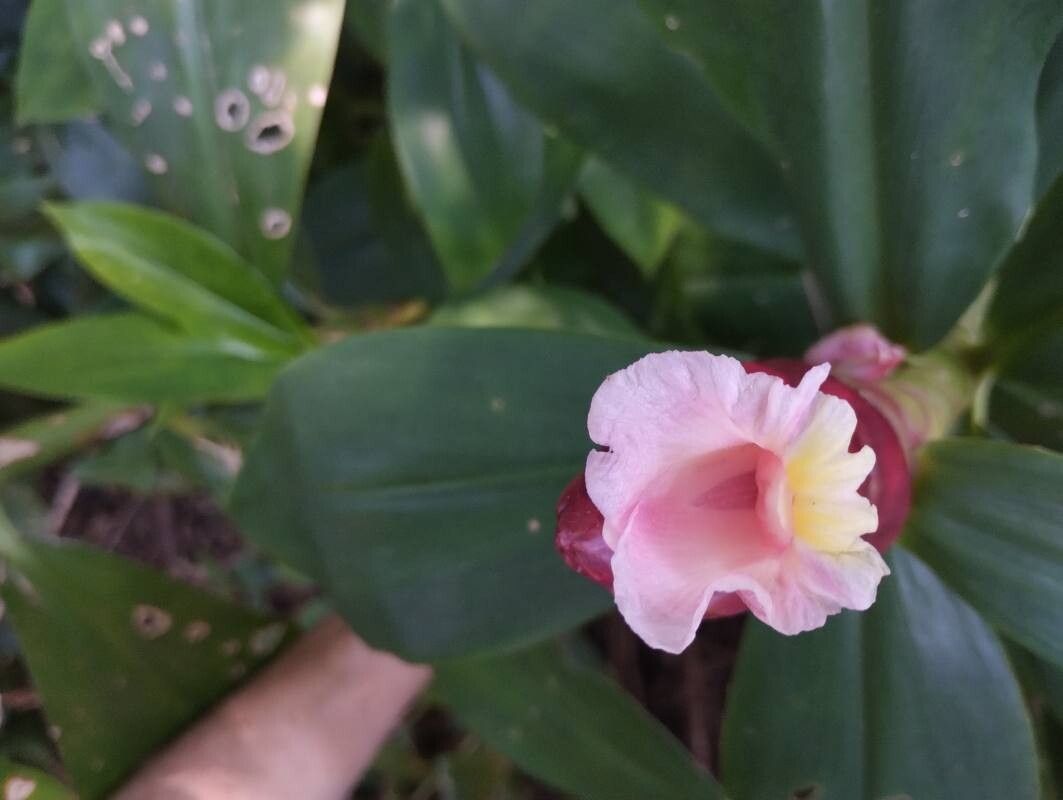Costus (spiral gingers) (alternate view 2)