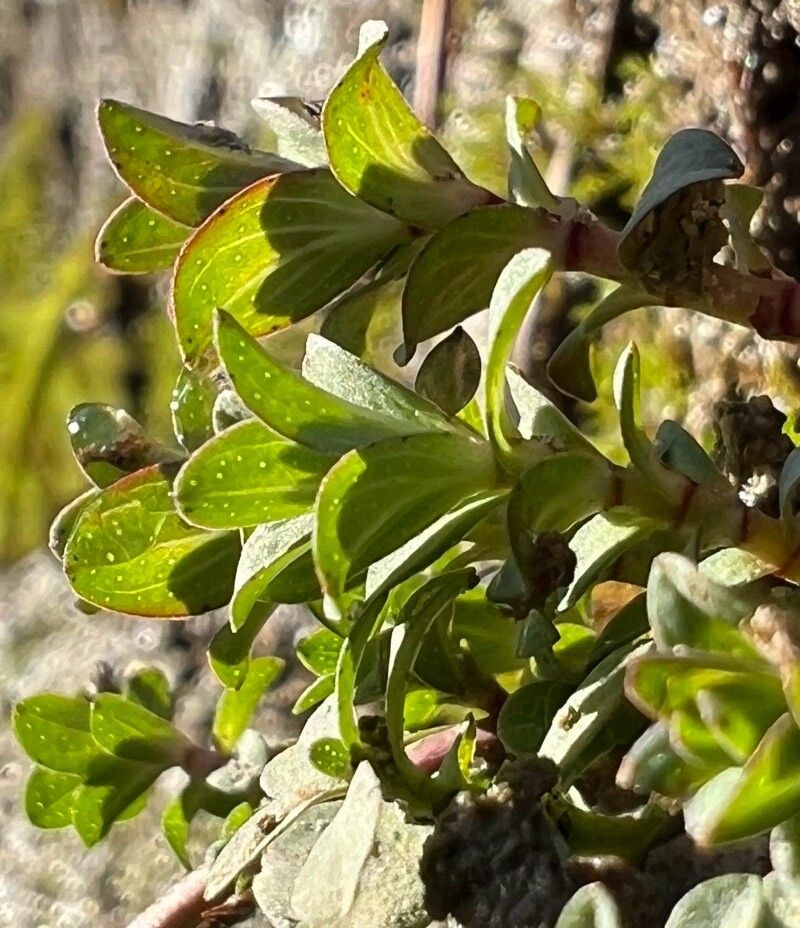 Hypericum humifusum (Trailing St John's-wort) (alternate view 11)