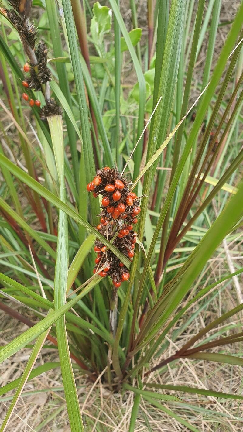 Gahnia aspera (Red-berried Saw-sedge) (alternate view 12)