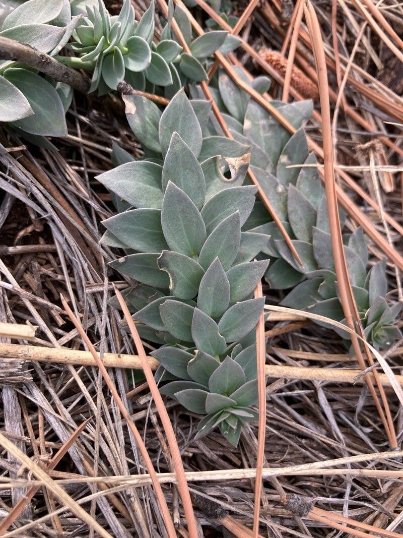 Linaria dalmatica (Balkan toadflax) (alternate view 11)
