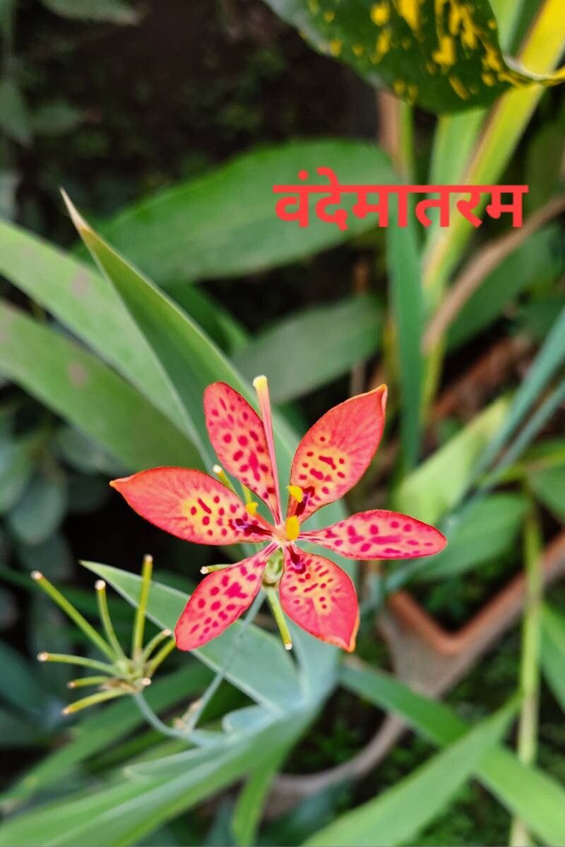 Iris domestica (Blackberry Lily) (alternate view 2)