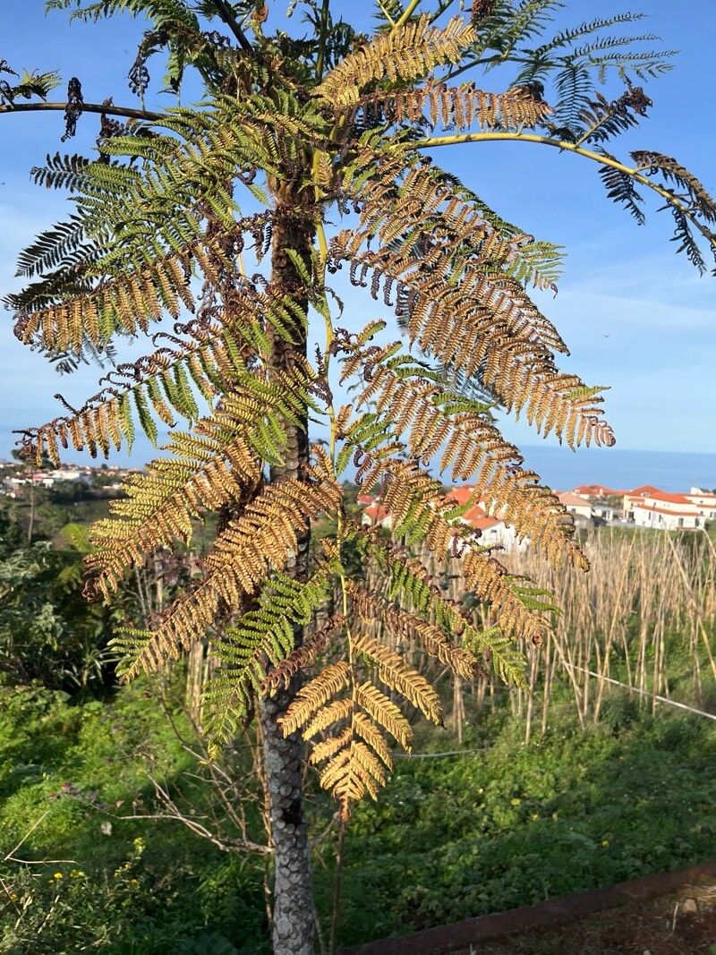 Dicksonia antarctica (man fern) (alternate view 11)