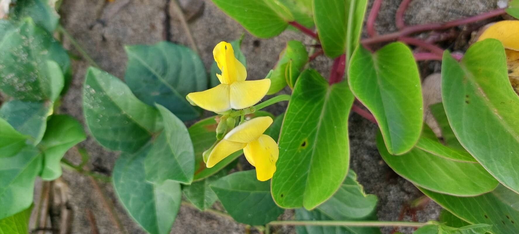 Vigna luteola (Wild Cowpea) (alternate view 13)