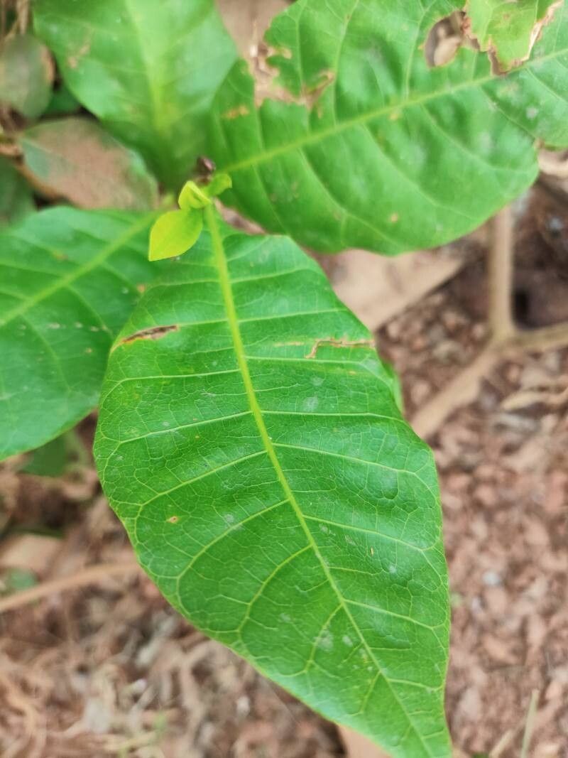 Anacardium occidentale (Cashew)