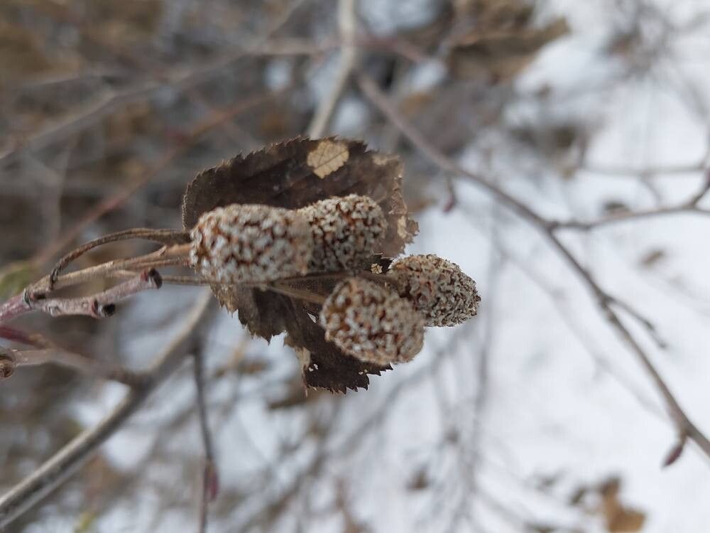 Alnus alnobetula (green alder) (alternate view 13)