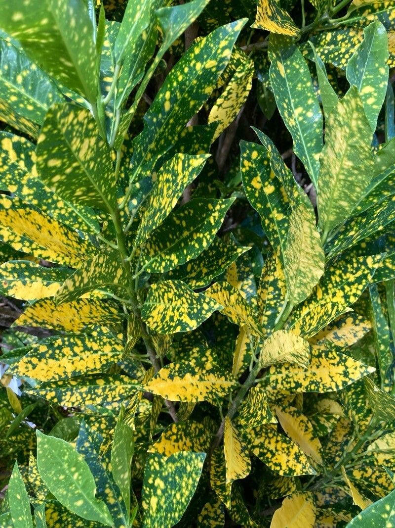 Codiaeum (alternate view 3)