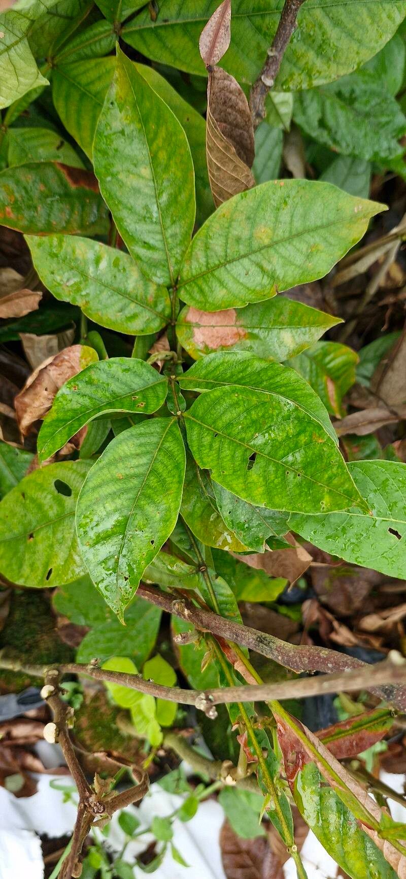 Inga edulis (Ice Cream Bean) (alternate view 10)