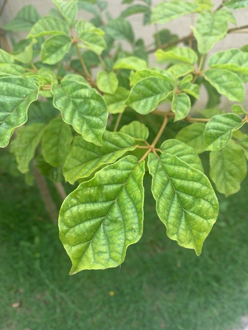 Handroanthus (alternate view 2)
