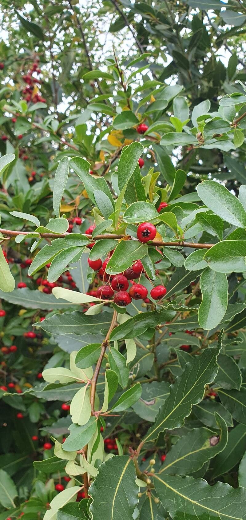 Pyracantha coccinea (Scarlet Firethorn) (alternate view 4)