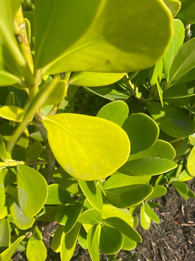 Clusia rosea (Autograph Tree) (alternate view 12)