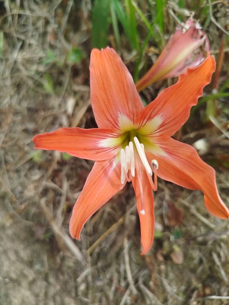 Hippeastrum (Amaryllis) (alternate view 2)