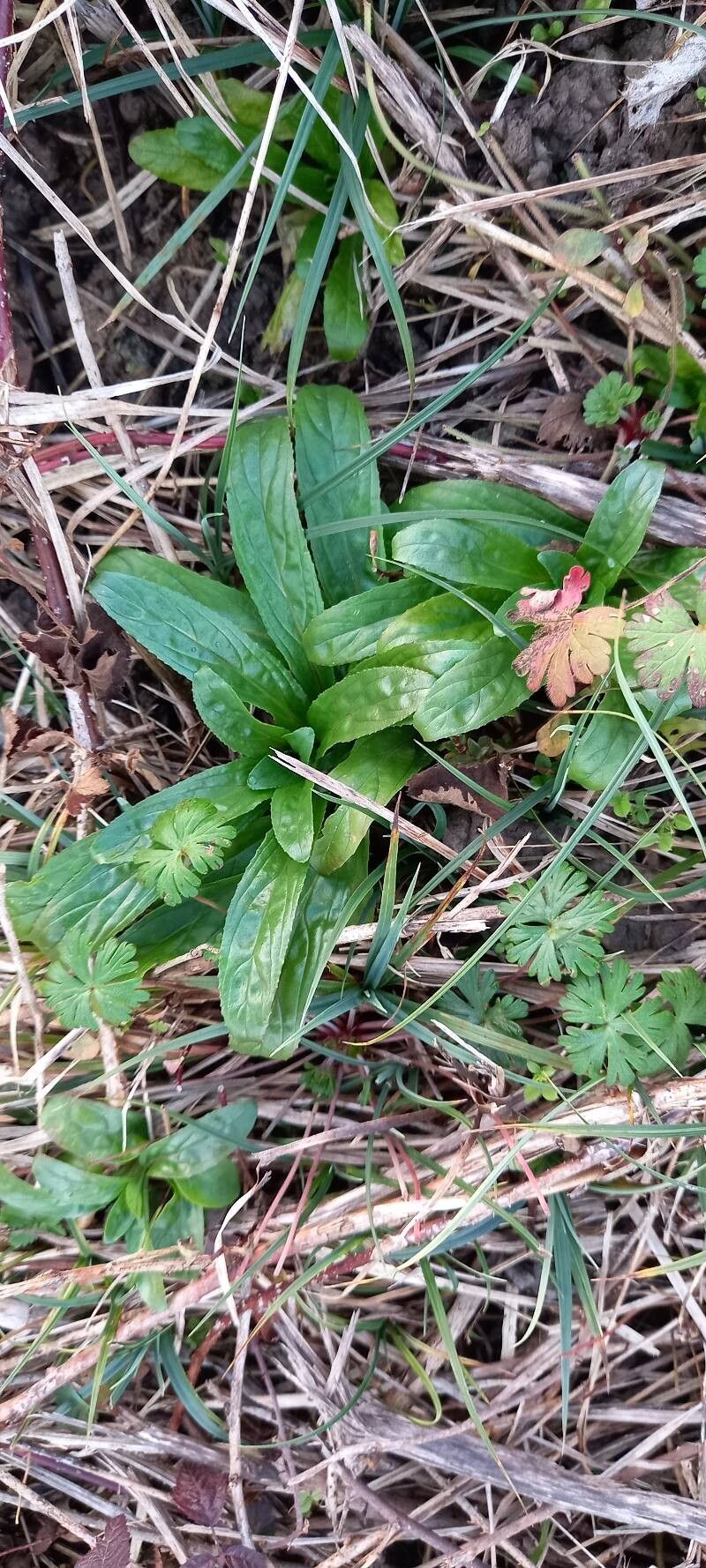 Epilobium tetragonum (Square-stemmed Willowherb) (alternate view 13)