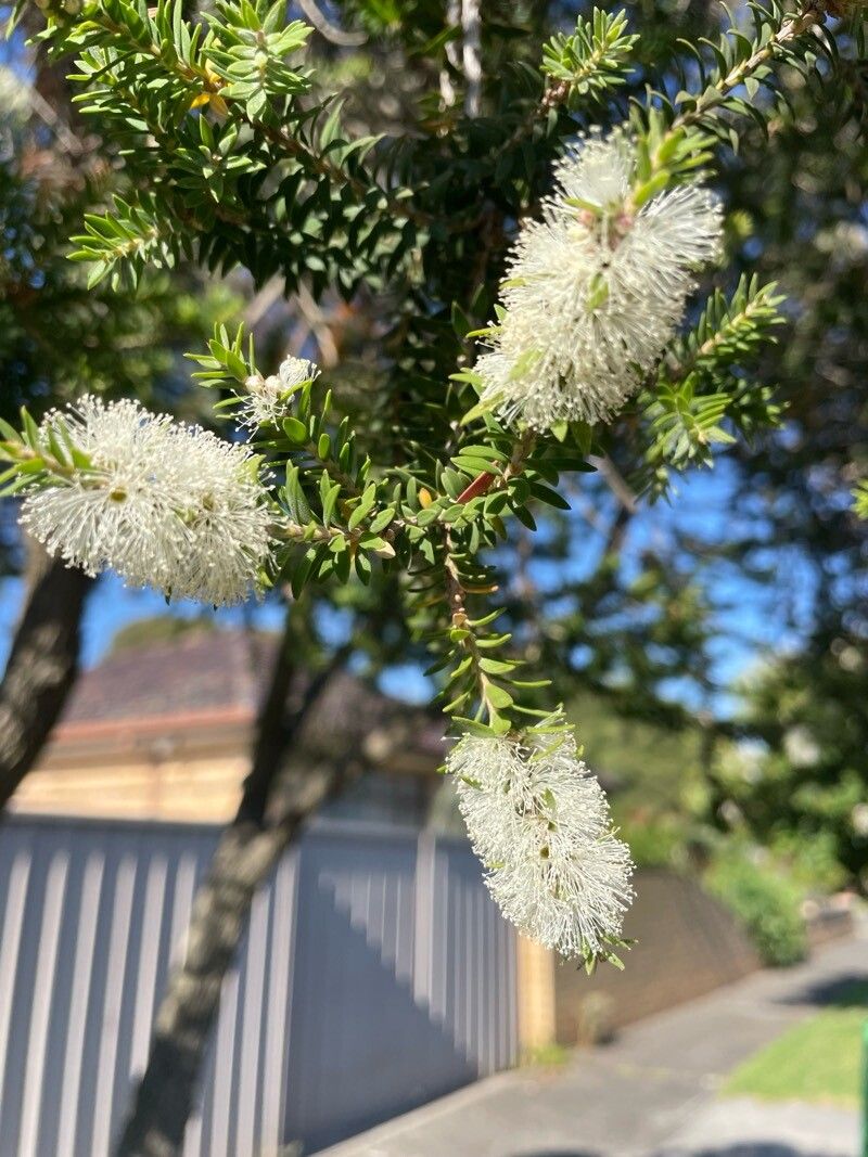 Melaleuca lanceolata (Moonah) (alternate view 12)