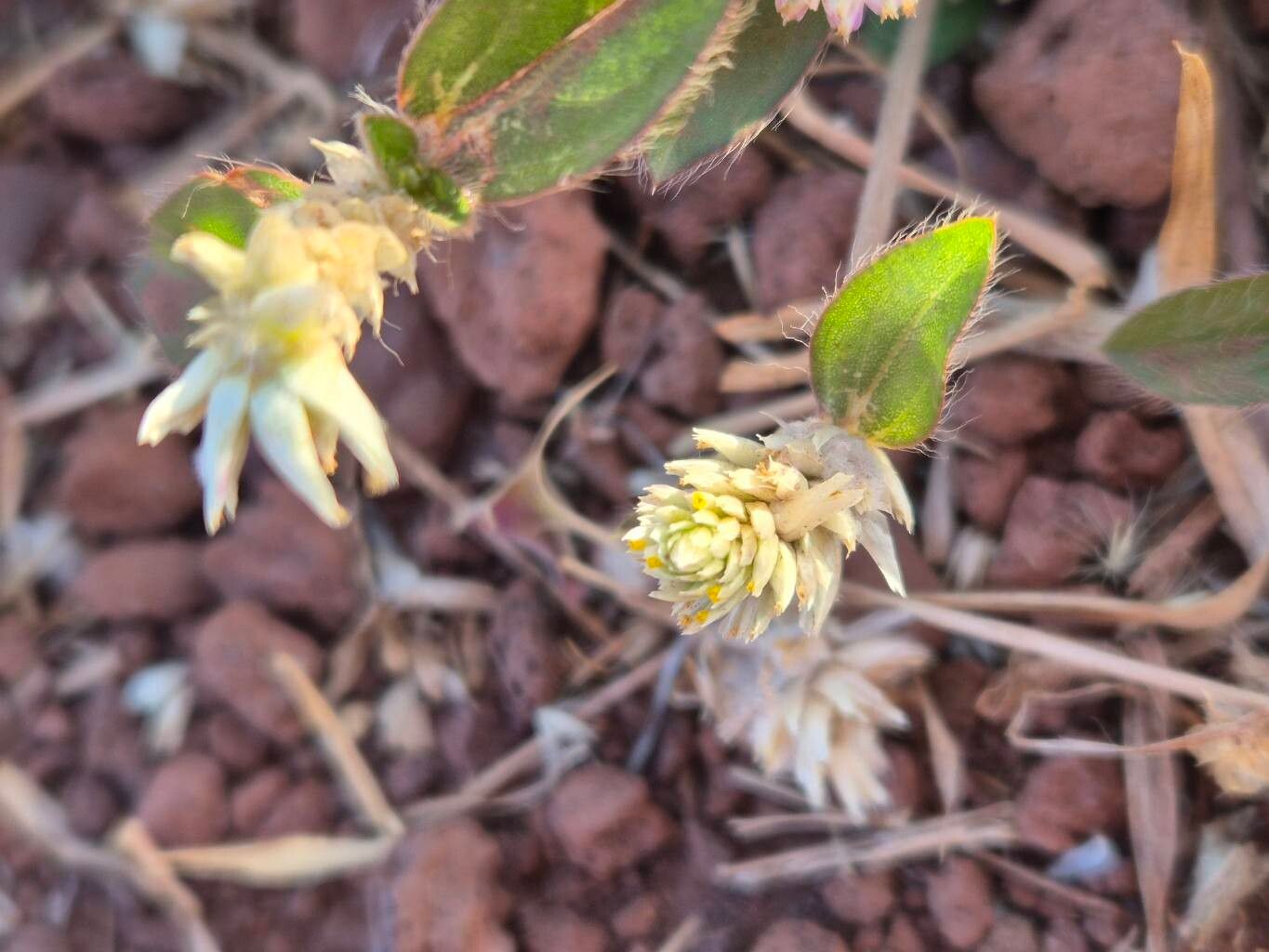 Gomphrena celosioides (prostrate globe-amaranth) (alternate view 11)