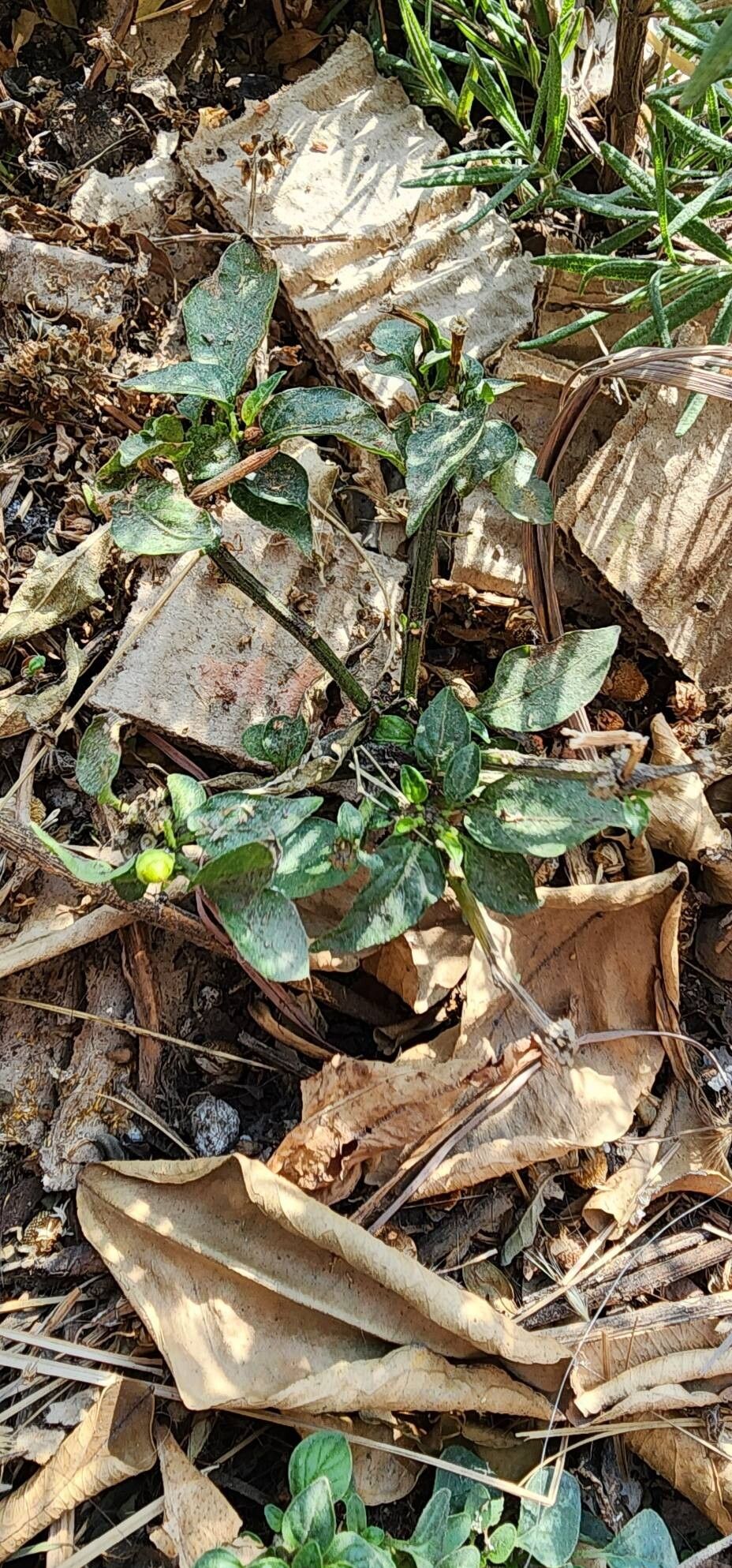 Capsicum (peppers) (alternate view 3)