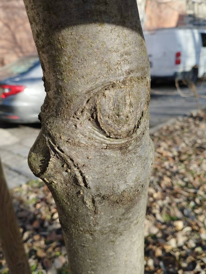 Fraxinus ornus (flowering ash, manna ash) (alternate view 11)