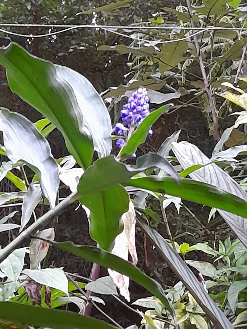 Dichorisandra thyrsiflora (Blue Ginger) (alternate view 5)