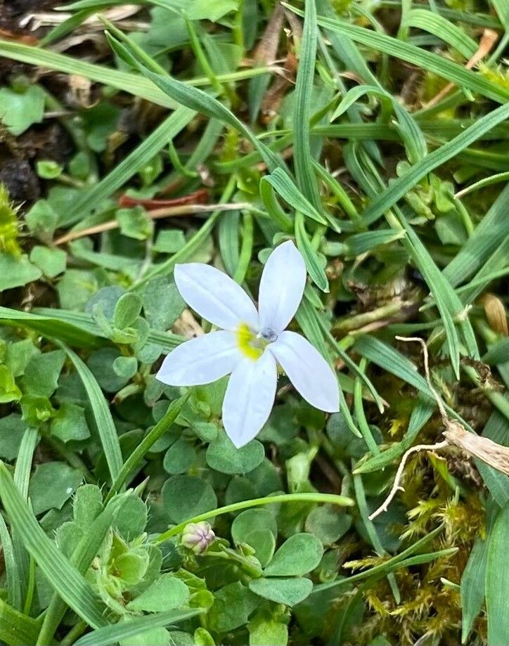 Pratia pedunculata (Blue Star Creeper) (alternate view 2)