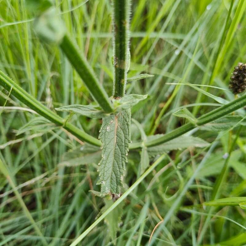 Verbena brasiliensis (Brazilian Vervain) (alternate view 11)