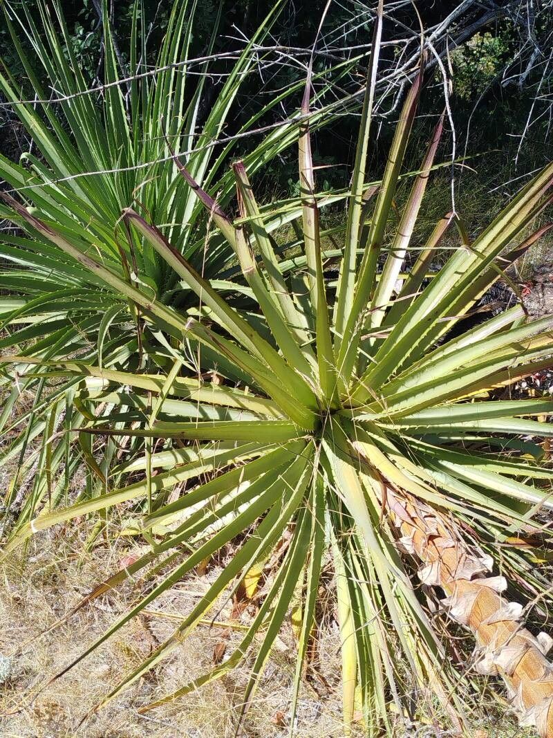 Puya