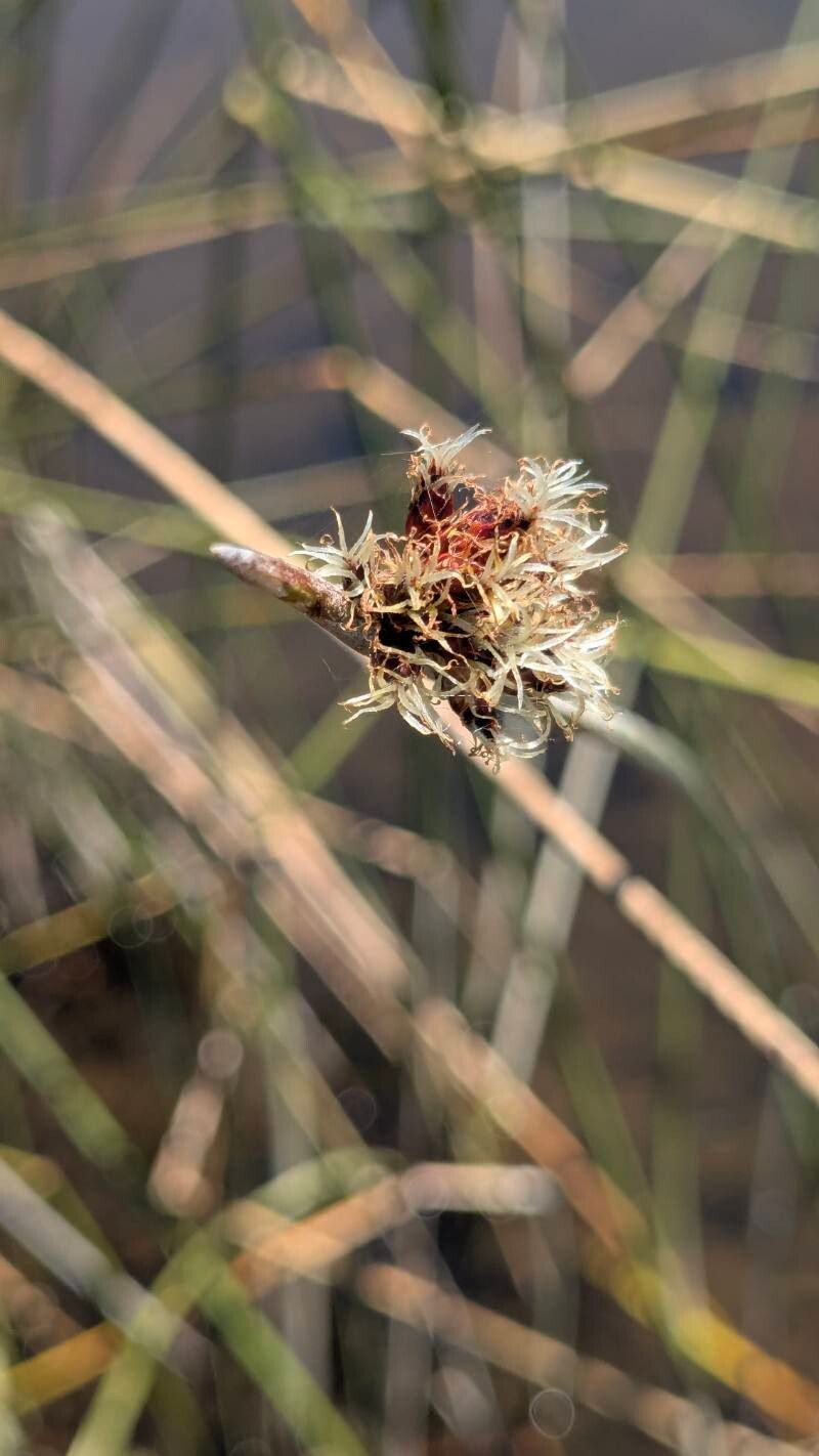Schoenoplectus californicus (California bulrush) (alternate view 2)