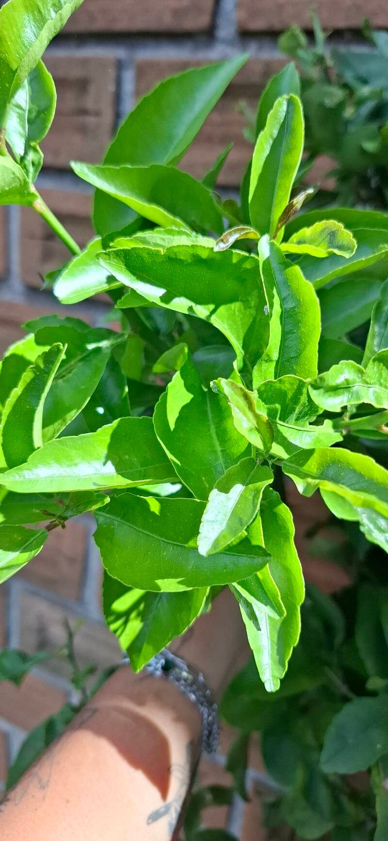 Citrus × meyeri (Meyer Lemon) (alternate view 4)
