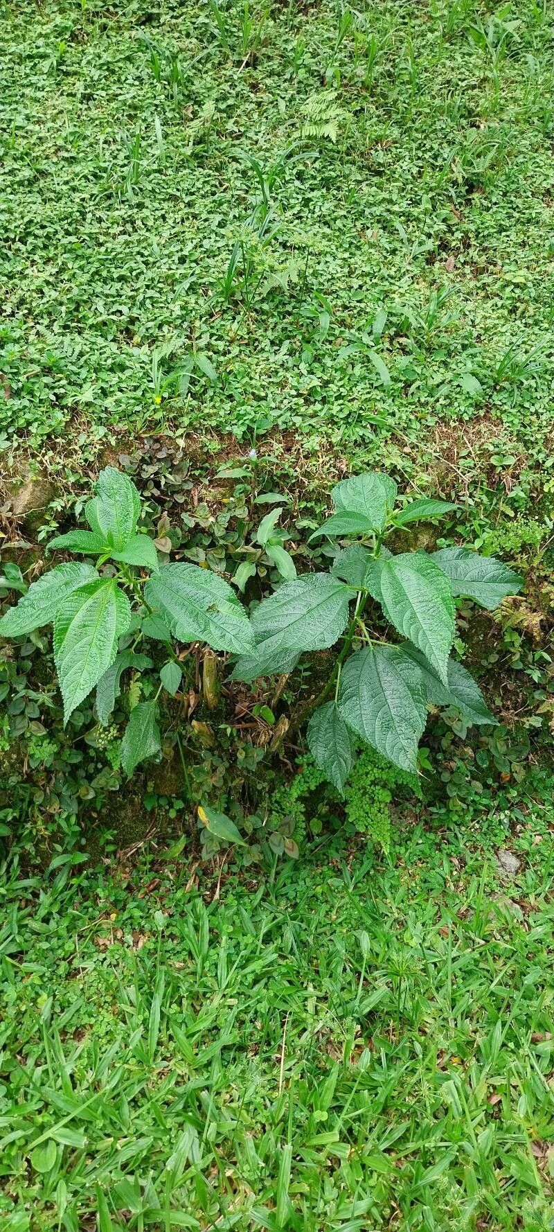 Boehmeria cylindrica (false nettle) (alternate view 12)