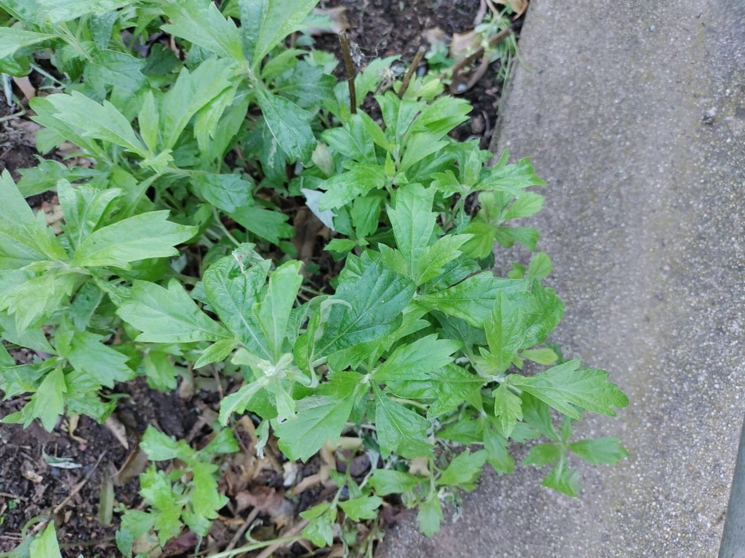 Artemisia suksdorfii (Coastal Mugwort)