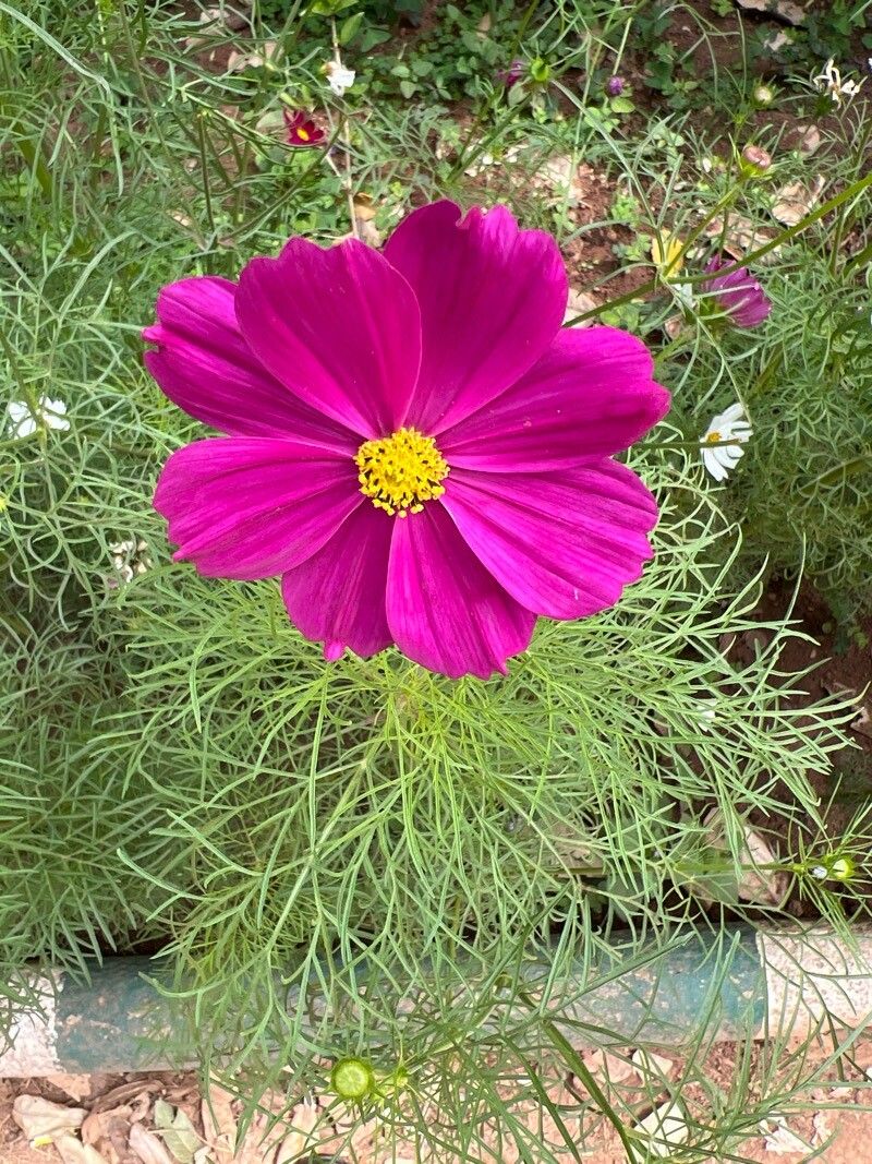 Cosmos bipinnatus (cosmos) (alternate view 4)
