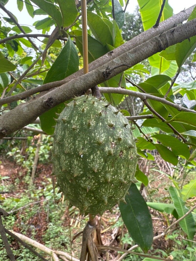 Annona muricata (Soursop) (alternate view 11)