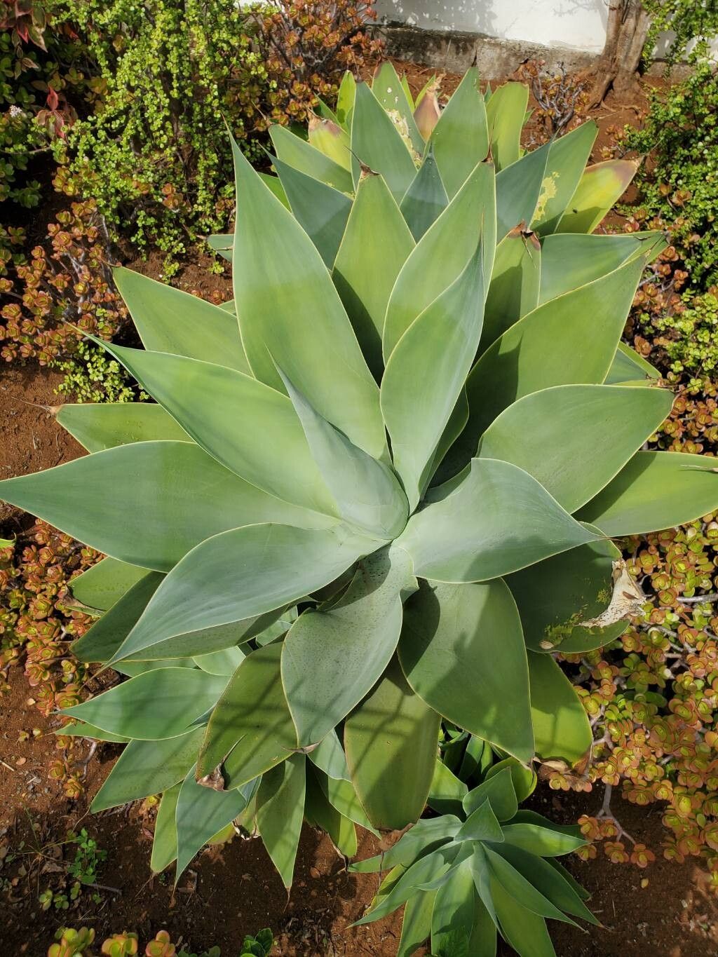 Agave attenuata (Fox Tail Agave) (alternate view 12)