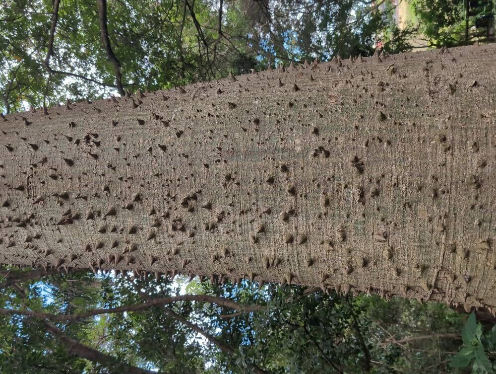 Ceiba speciosa (Pink Silk Floss Tree) (alternate view 10)