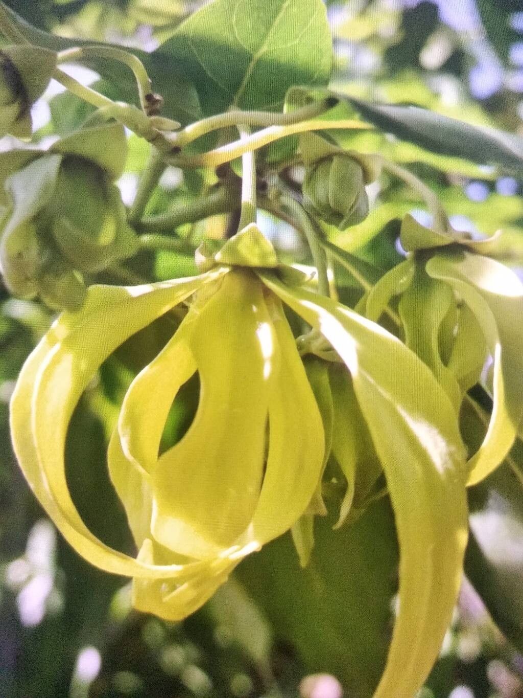 Cananga odorata (Ylang-Ylang) (alternate view 8)
