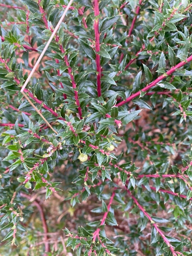 Gaultheria mucronata (Chilean pernettya) (alternate view 3)