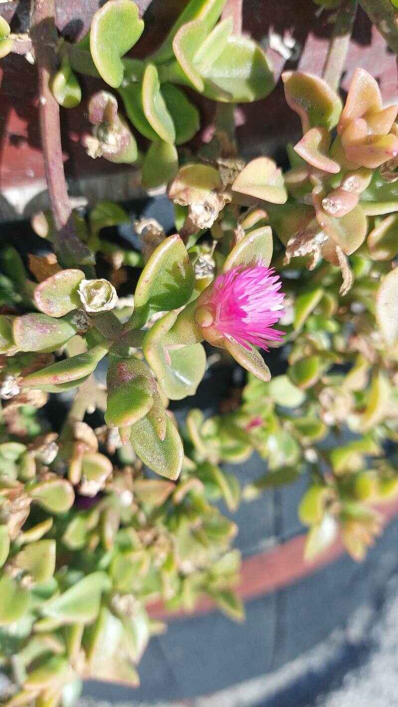 Aptenia cordifolia (Livingstone Daisy) (alternate view 3)