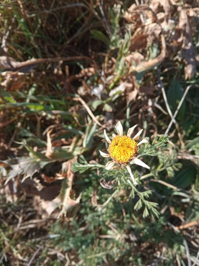 Anacyclus