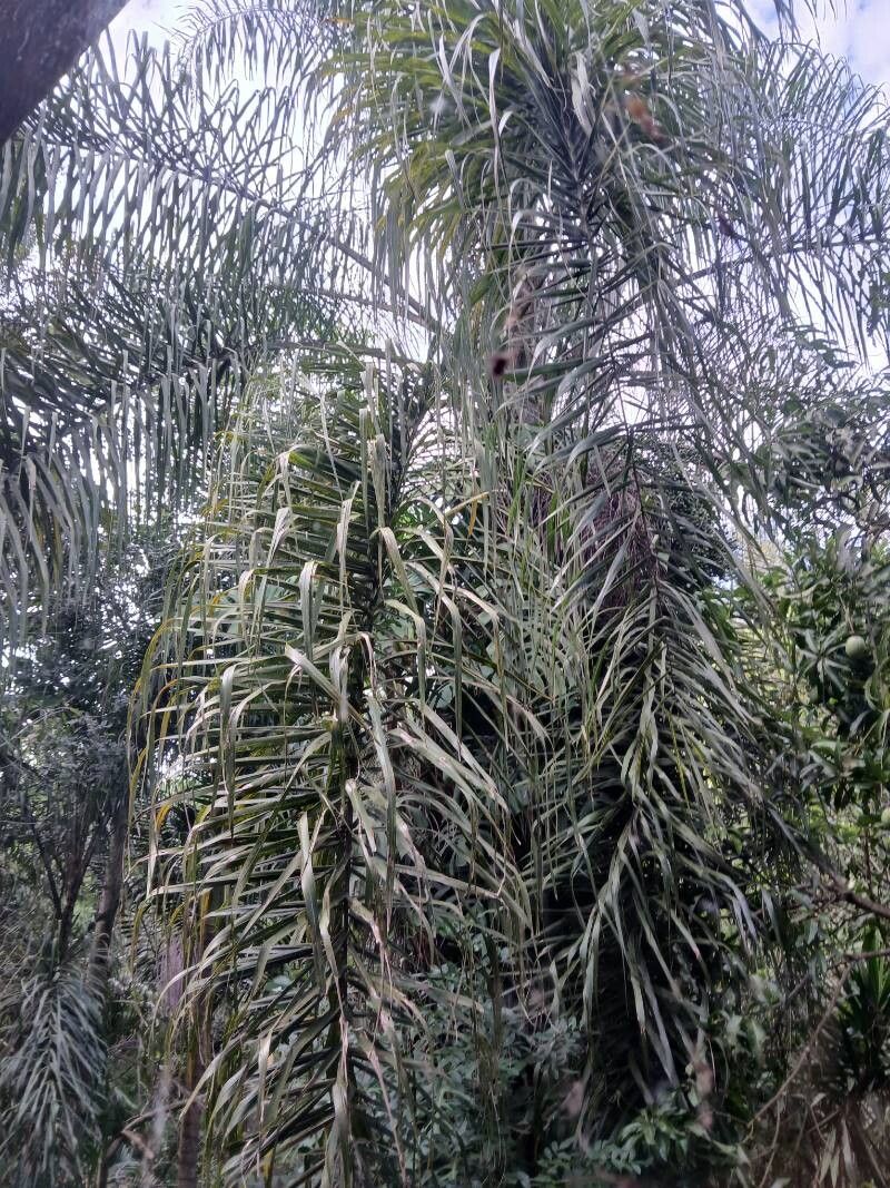 Syagrus romanzoffiana (Queen Palm) (alternate view 7)