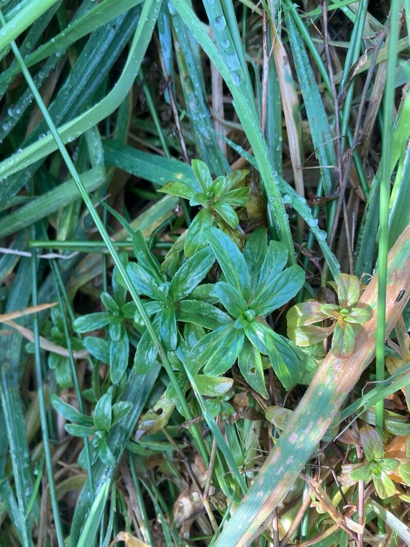 Epilobium tetragonum (Square-stemmed Willowherb) (alternate view 11)