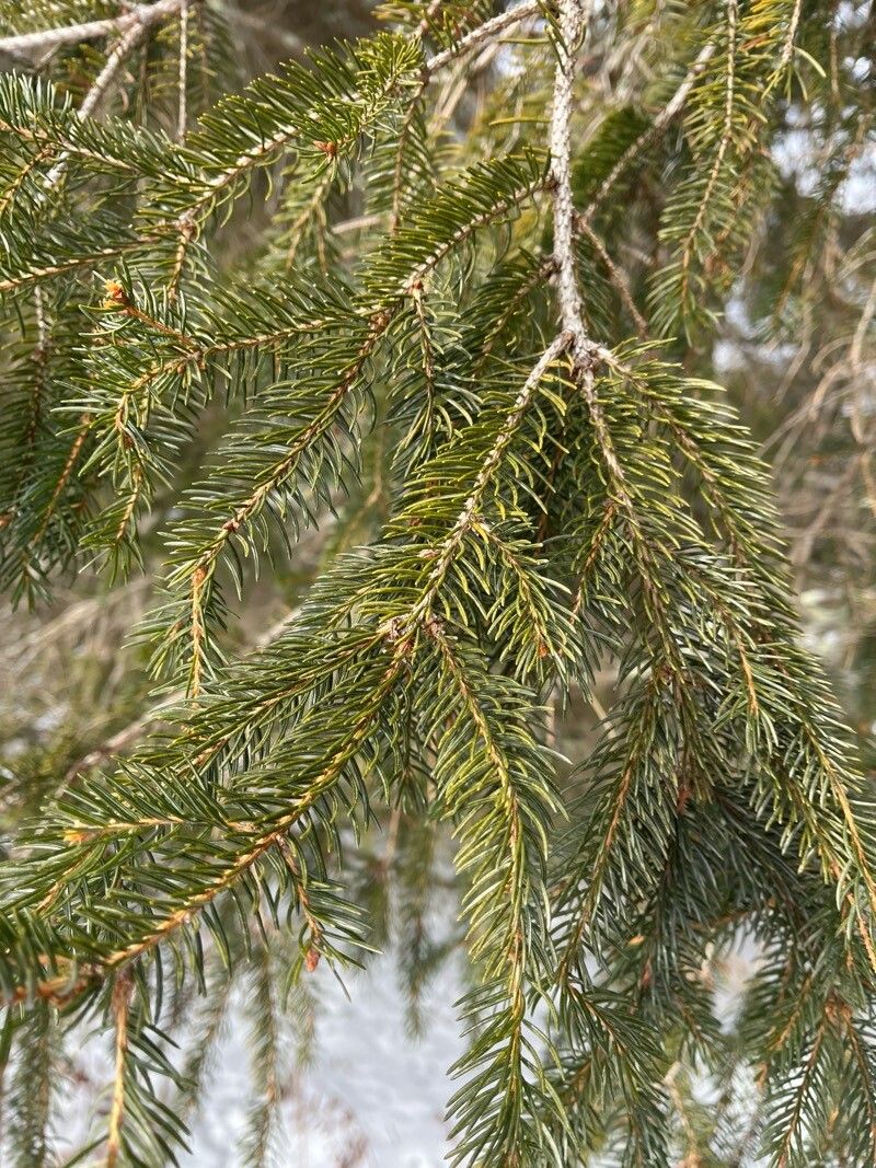 Picea rubens (red spruce) (alternate view 13)