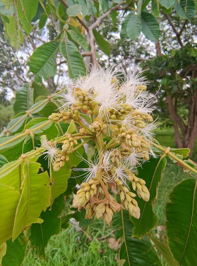 Inga edulis (Ice Cream Bean) (alternate view 8)