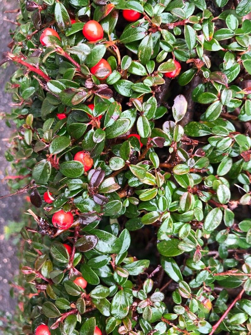 Cotoneaster dammeri (Bearberry Cotoneaster) (alternate view 14)