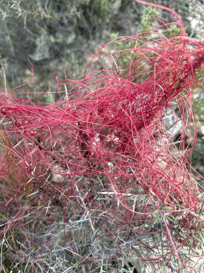 Cuscuta epithymum (Clover Dodder) (alternate view 11)