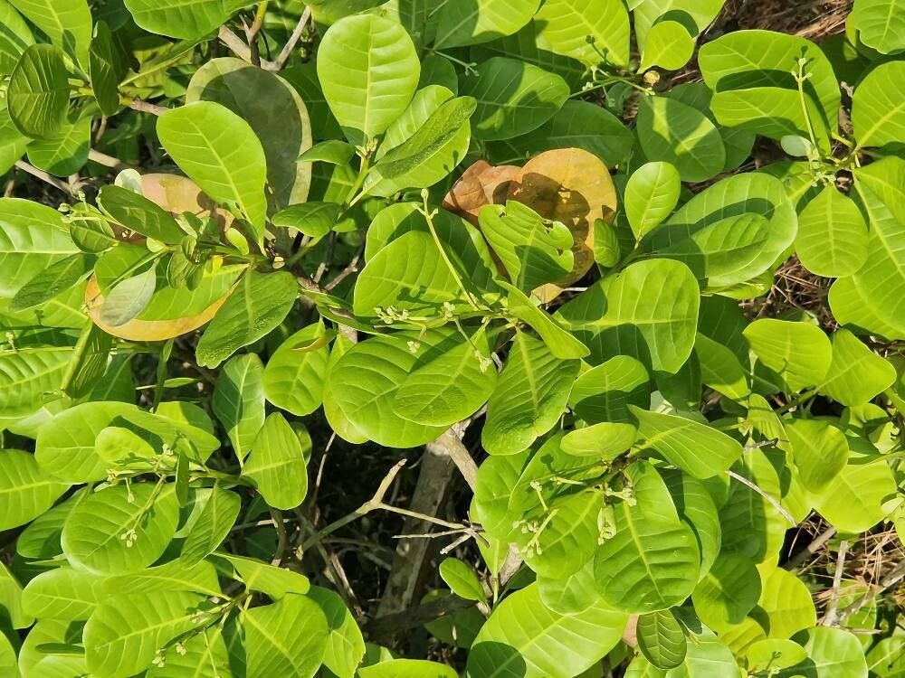 Anacardium occidentale (Cashew) (alternate view 4)