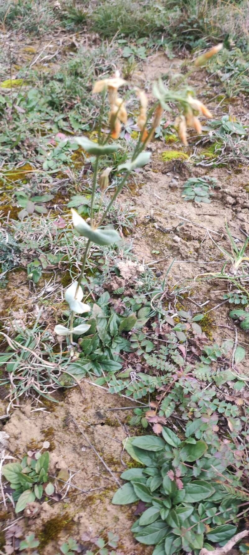 Blackstonia perfoliata (Yellow-wort) (alternate view 12)