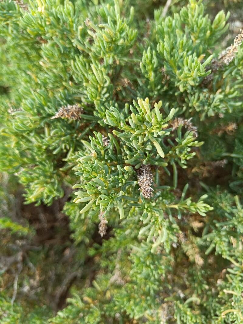 Suaeda maritima (Herbaceous Seepweed) (alternate view 15)
