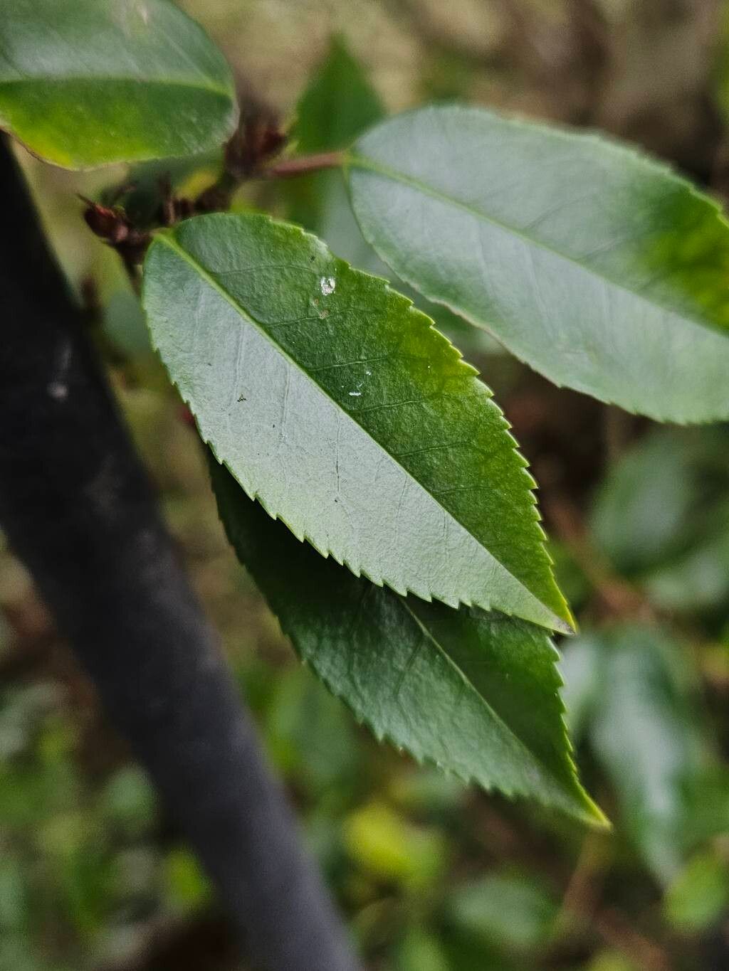 Prunus lusitanica (Portuguese laurel)