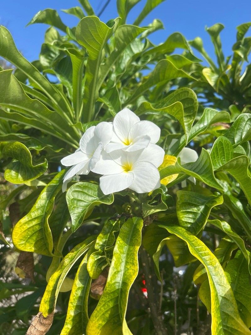 Plumeria (Frangipani Trees) (alternate view 2)