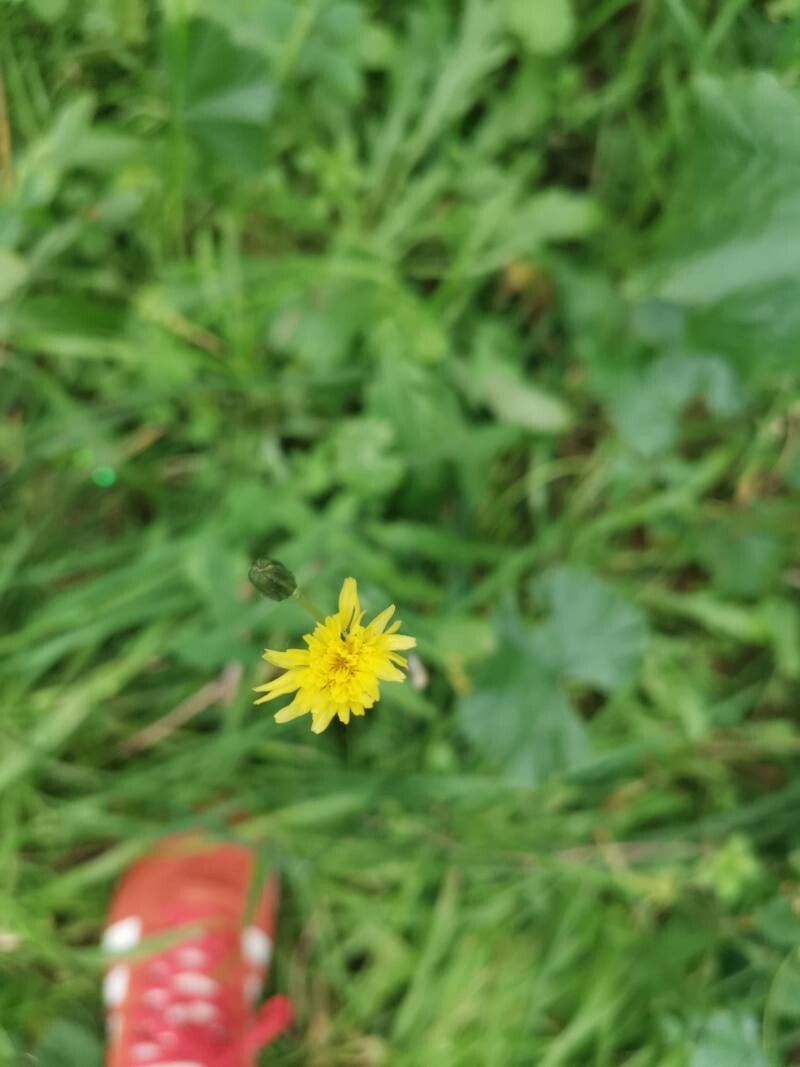 Scorzoneroides autumnalis (Autumn Hawkbit) (alternate view 12)