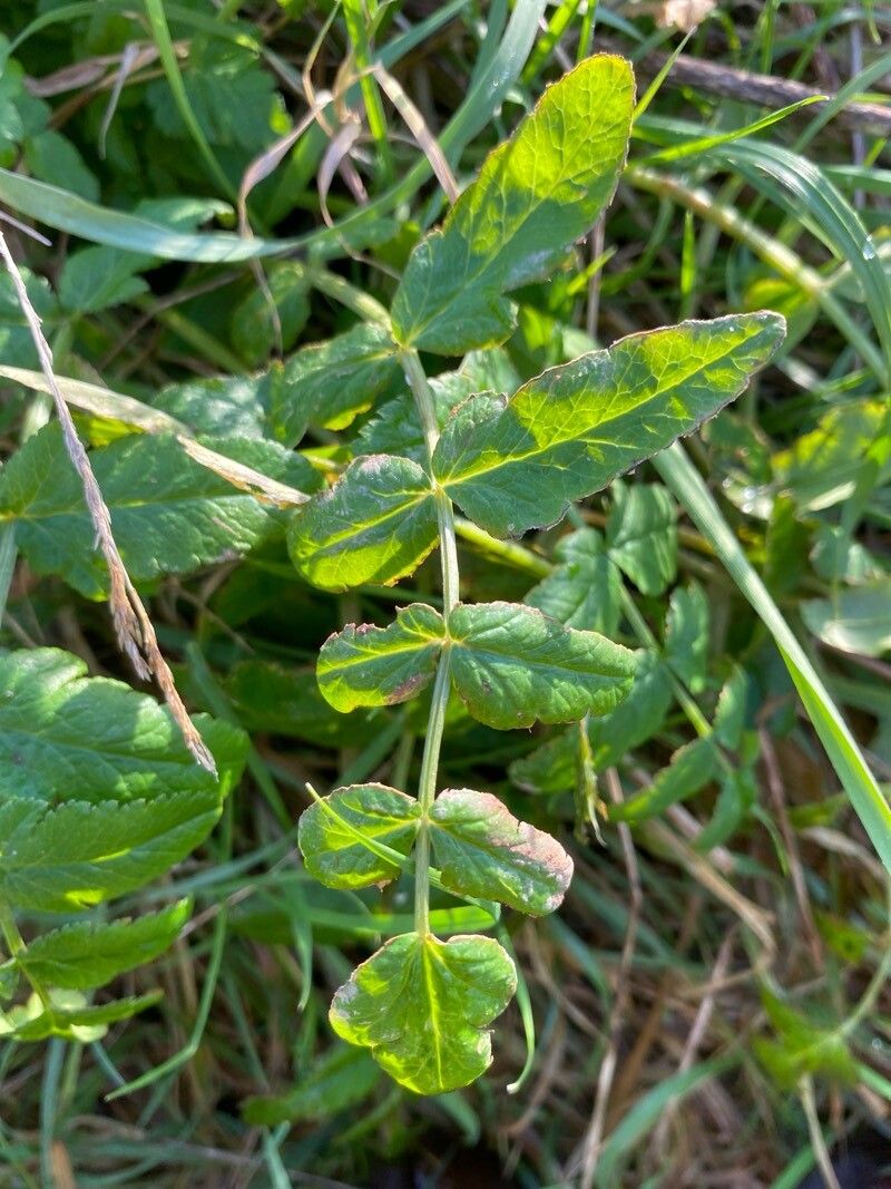 Sison amomum (stone parsley) (alternate view 13)