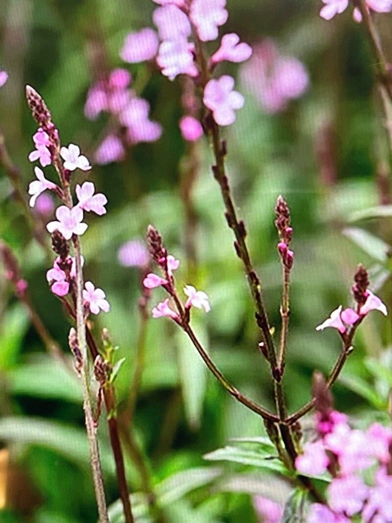 Verbena officinalis (Common vervain) (alternate view 13)
